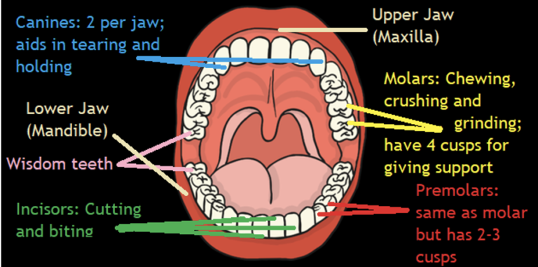 Teeth